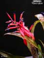 Billbergia 'Cold Fusion'